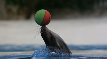 big-03-03-2015-1425410466-mr-otarie2-zooparc-de-beauval