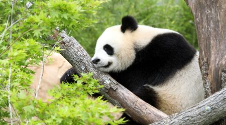 big-03-03-2015-1425410492-mr-panda04-zooparc-de-beauval